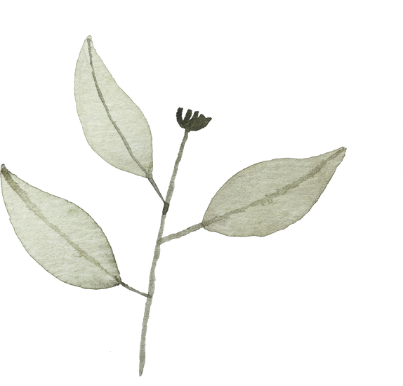 Plant Leaves Illustration